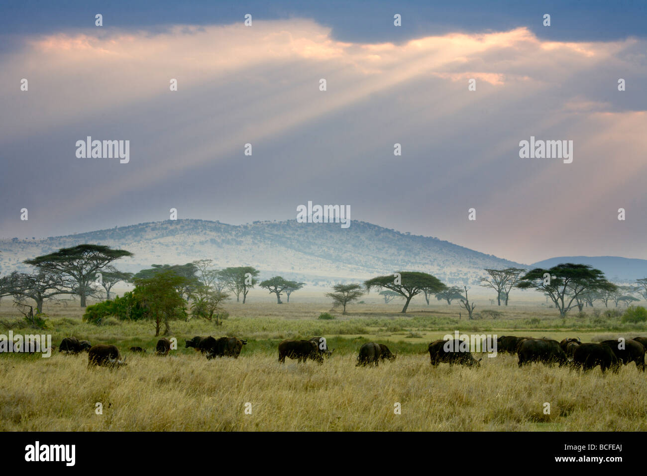 El búfalo africano, el Parque nacional Serengeti, Tanzania Foto de stock