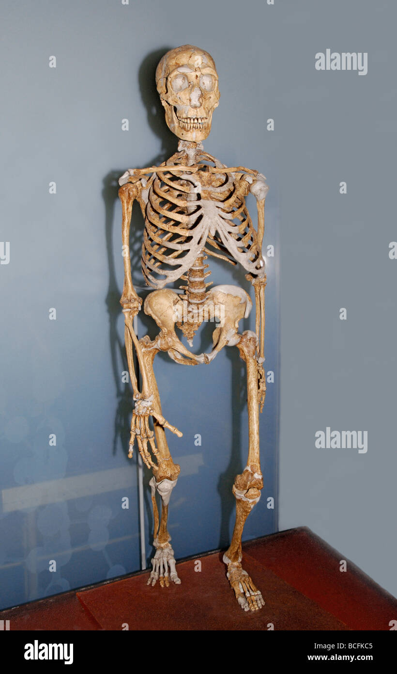 Esqueleto de Homo neanderthalensis Foto de stock