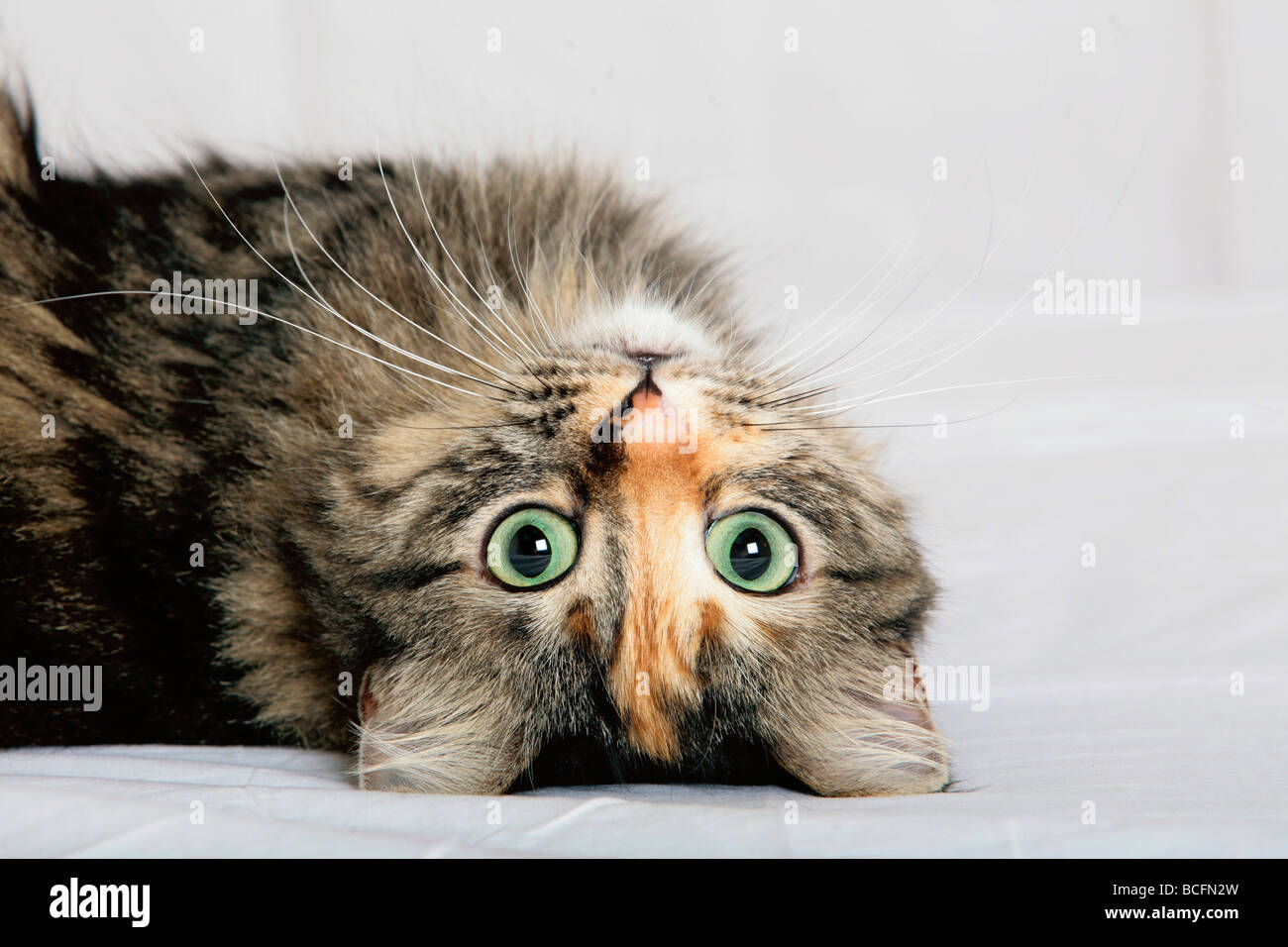 Lindo gato tumbado sobre un sofá pálido Foto de stock