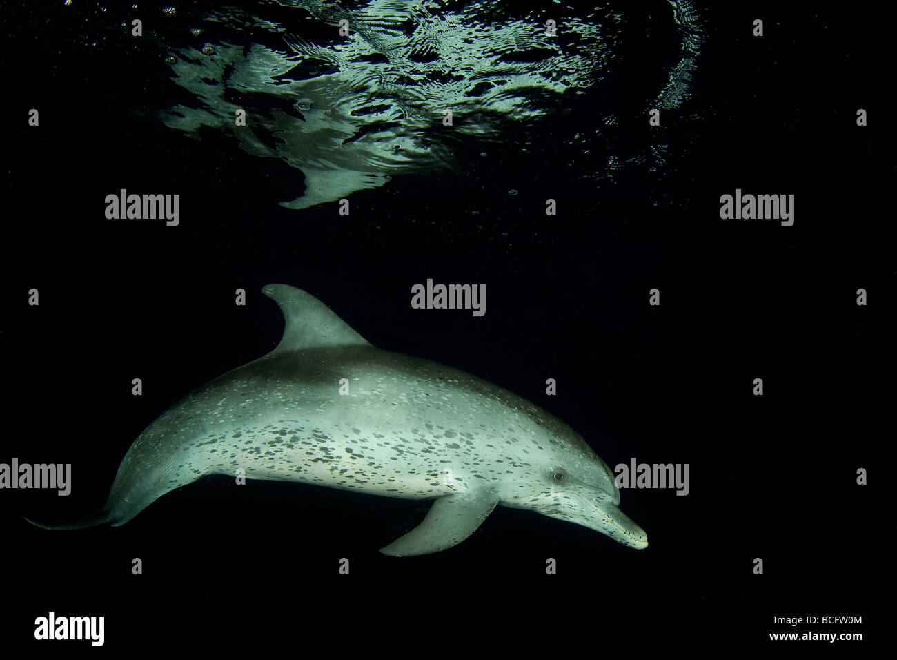 El delfín manchado Stenella frontalis en la noche del Océano Atlántico Bahamas Foto de stock