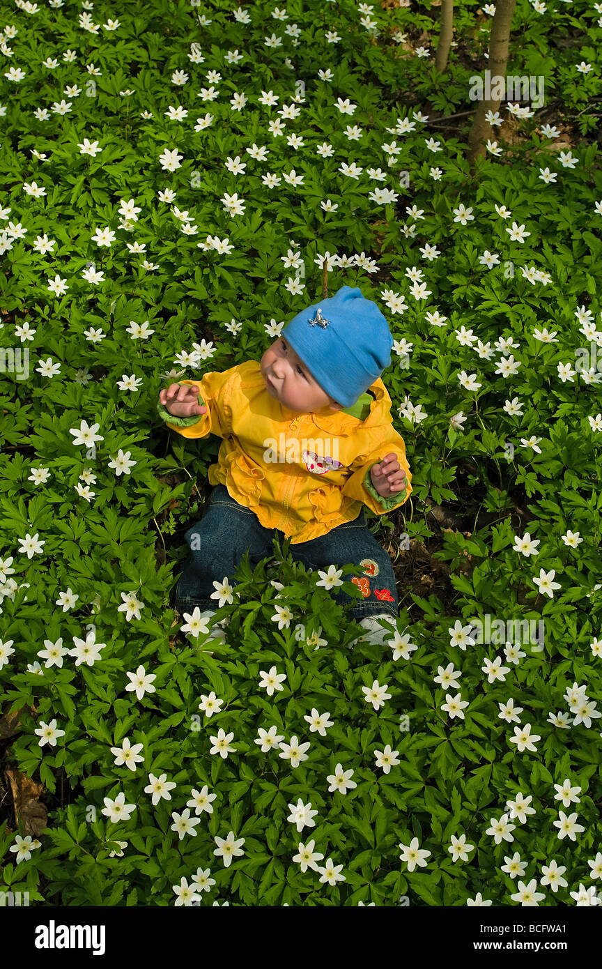 Bebé en el oriente de Primrose. está en chaqueta amarilla. Muchas flores blancas y hojas verdes son alrededor él Fotografía de stock - Alamy