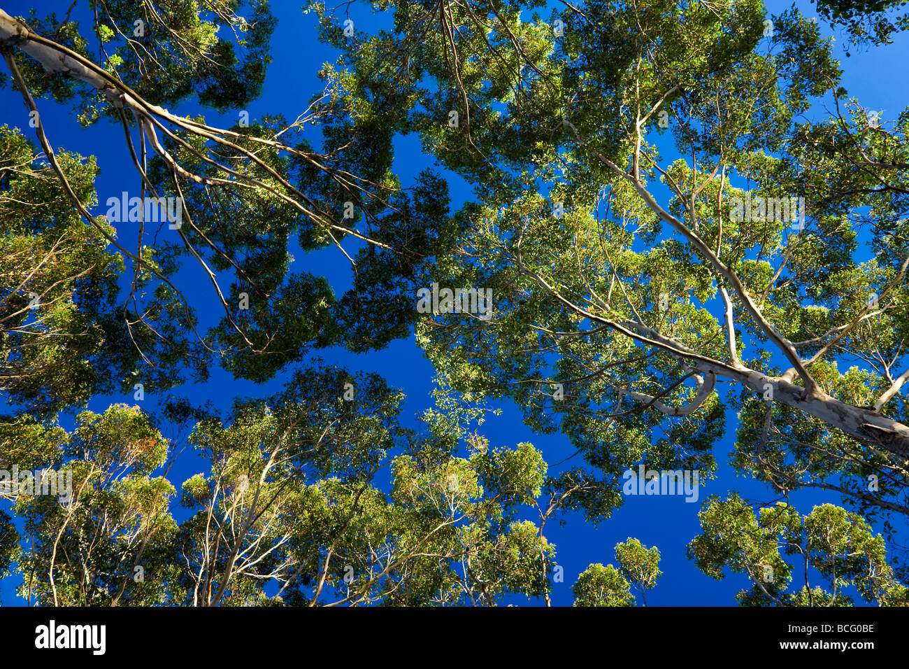 Karri árboles nr Dinamarca Western Australia Australia Foto de stock