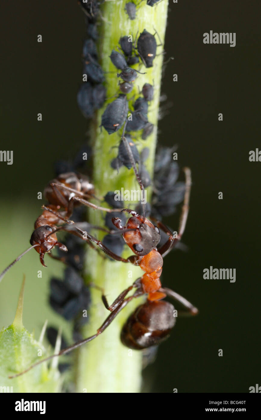 Caballo hormiga (Formica rufa) defendiendo los áfidos. Foto de stock