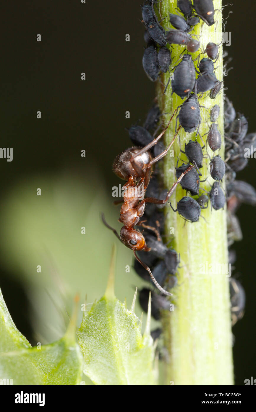 Caballo hormiga (Formica rufa) tiende a los áfidos Foto de stock
