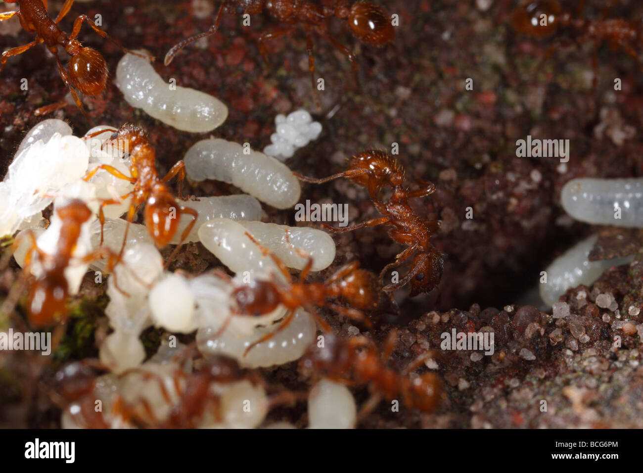 Las hormigas del género Myrmica trayendo sus larvas y pupas de metro atrás después de su nido ha sido perturbado. Foto de stock