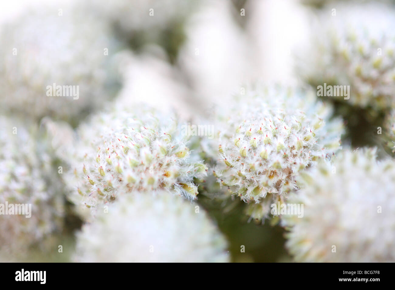 Hermosa imagen de fotograma completo Brunia cabezas de flores fotografía artística Jane Ann Butler Fotografía JABP425 Foto de stock