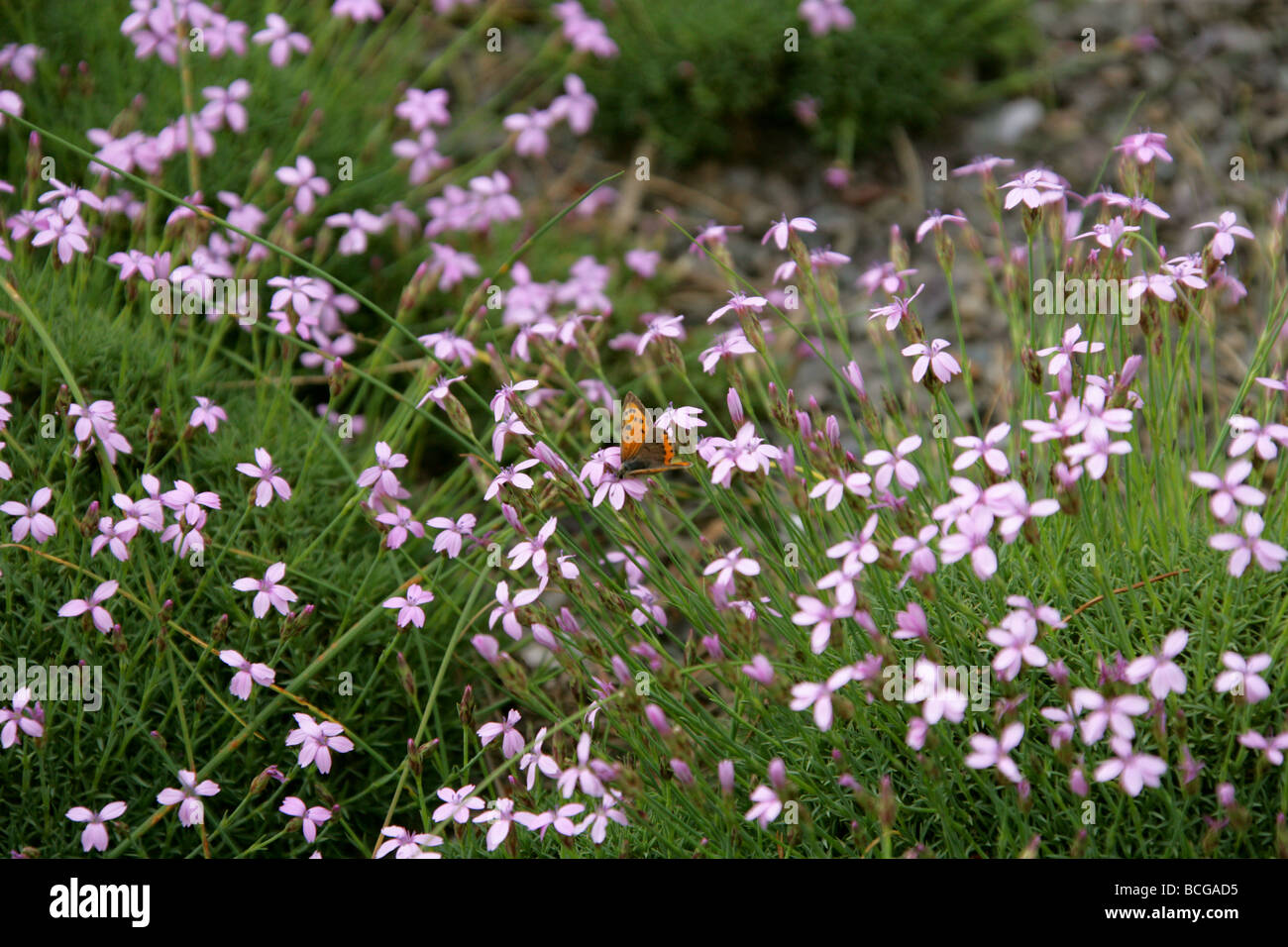 Mariposa pequeña de cobre, Lycaena phlaeas, Lycaenidae en un rosa alpino, Dianthus anatolicus var alpinus, Caryophyllaceae. Turquía Foto de stock