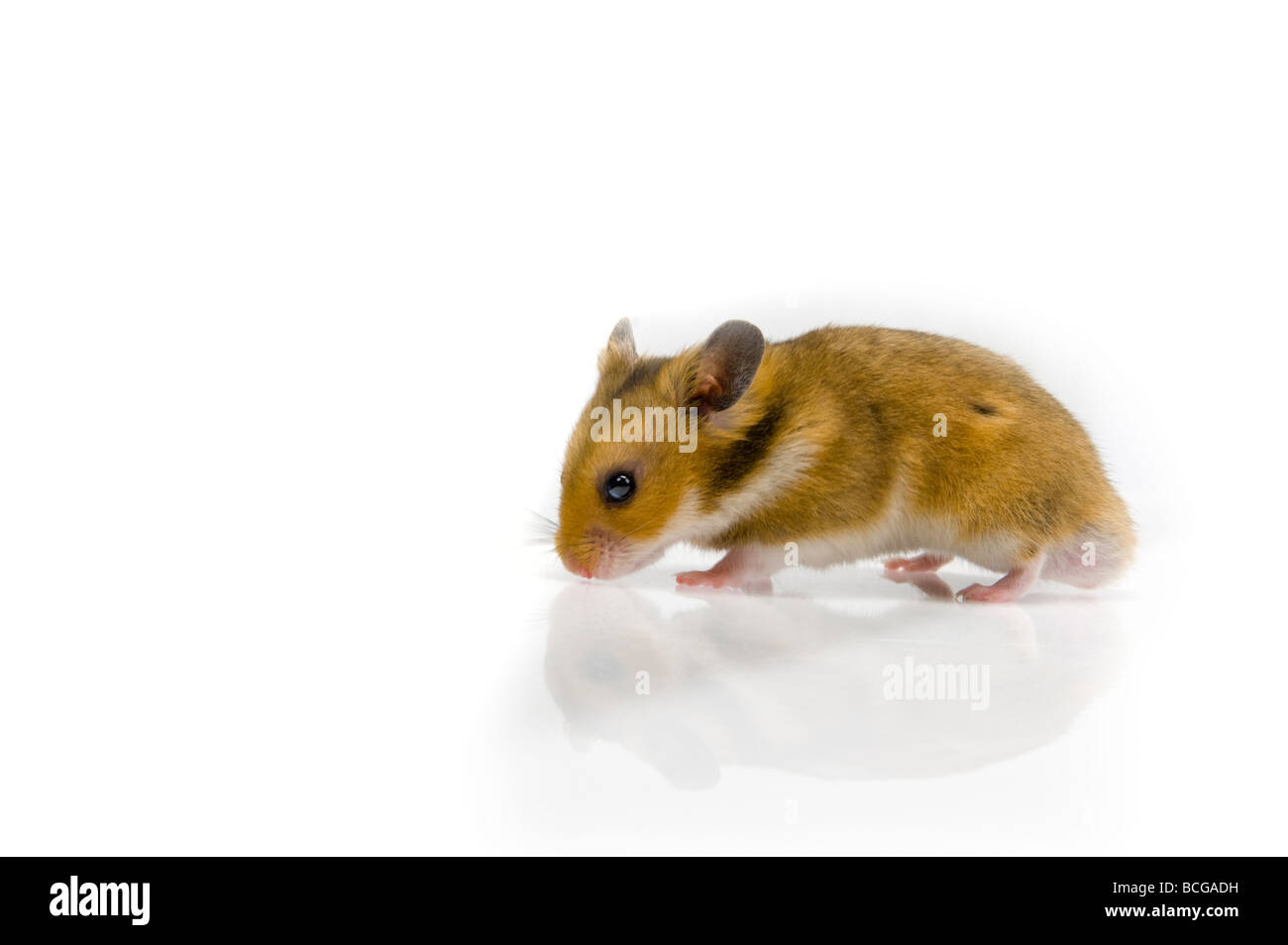 Mouse like hamster fotografías e imágenes de alta resolución - Alamy