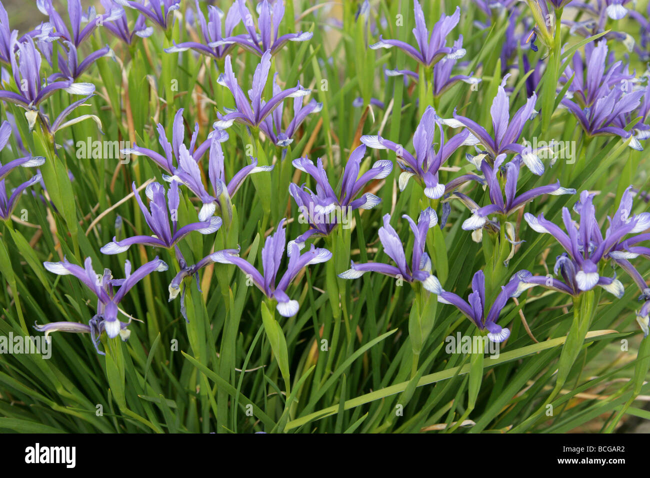 Iris sintenisii, Iridaceae, Sudeste de Europa y Turquía. Foto de stock