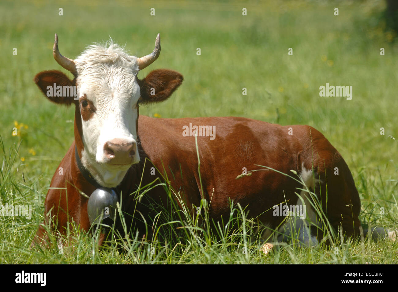 Vaca, ganado Foto de stock