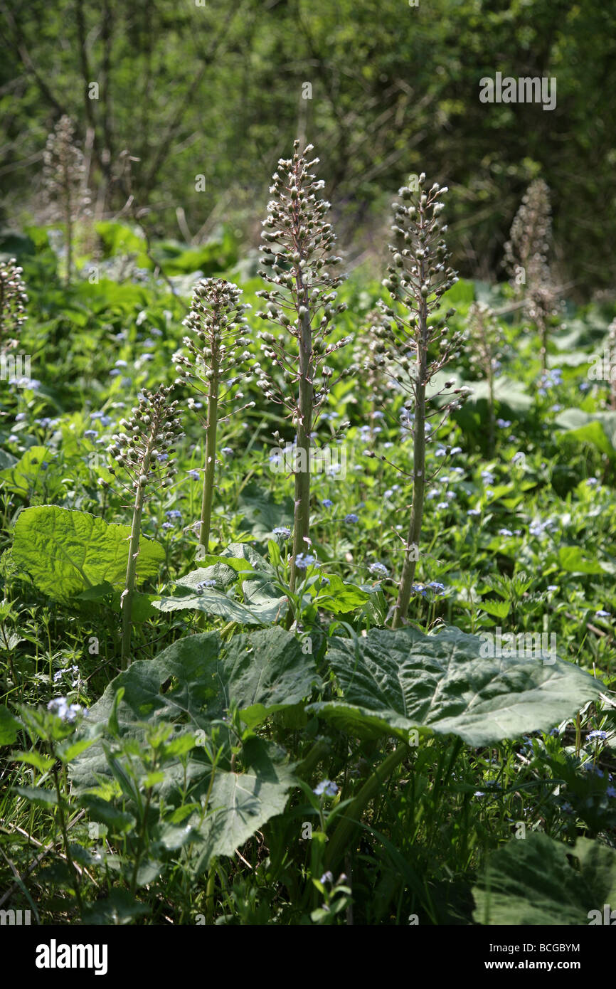 Butterbur Petasites hybridus mostrando espigas de siembra en primavera con las nuevas hojas Foto de stock