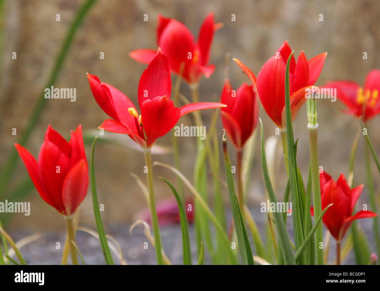 Tulipa sprengeri, Liliaceae, Turquía, Asia Occidental Foto de stock