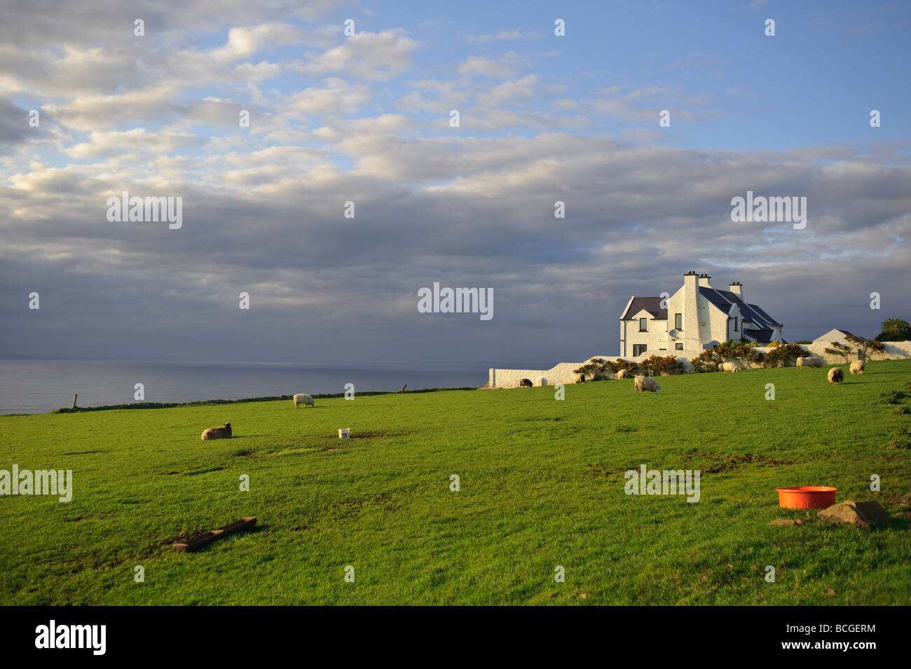 Casa y ovejas y los acantilados de Los Gigantes s Causeway unidad costera en el norte de Irlanda sunset Foto de stock