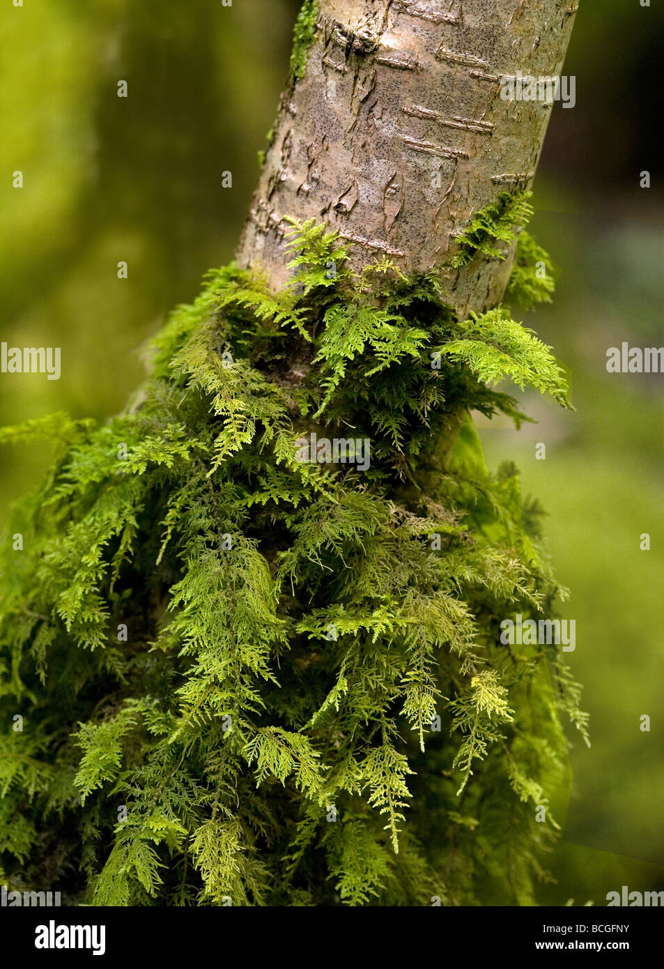 Moss Thuidium tamariscinum crecen en el tronco de un árbol pequeño bosque húmedo Foto de stock