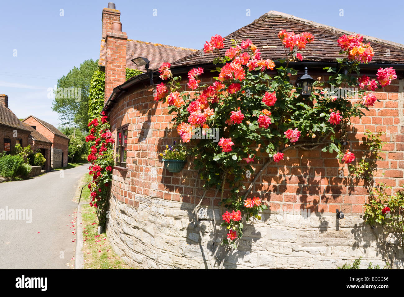 Las rosas que crecen en el barco Inn Public House en Gloucestershire, Ashleworth Foto de stock