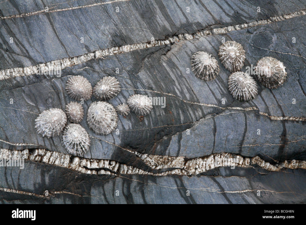 Common limpet Patella vulgata colonia entre bandas de cuarzo basalto con marea baja. Foto de stock