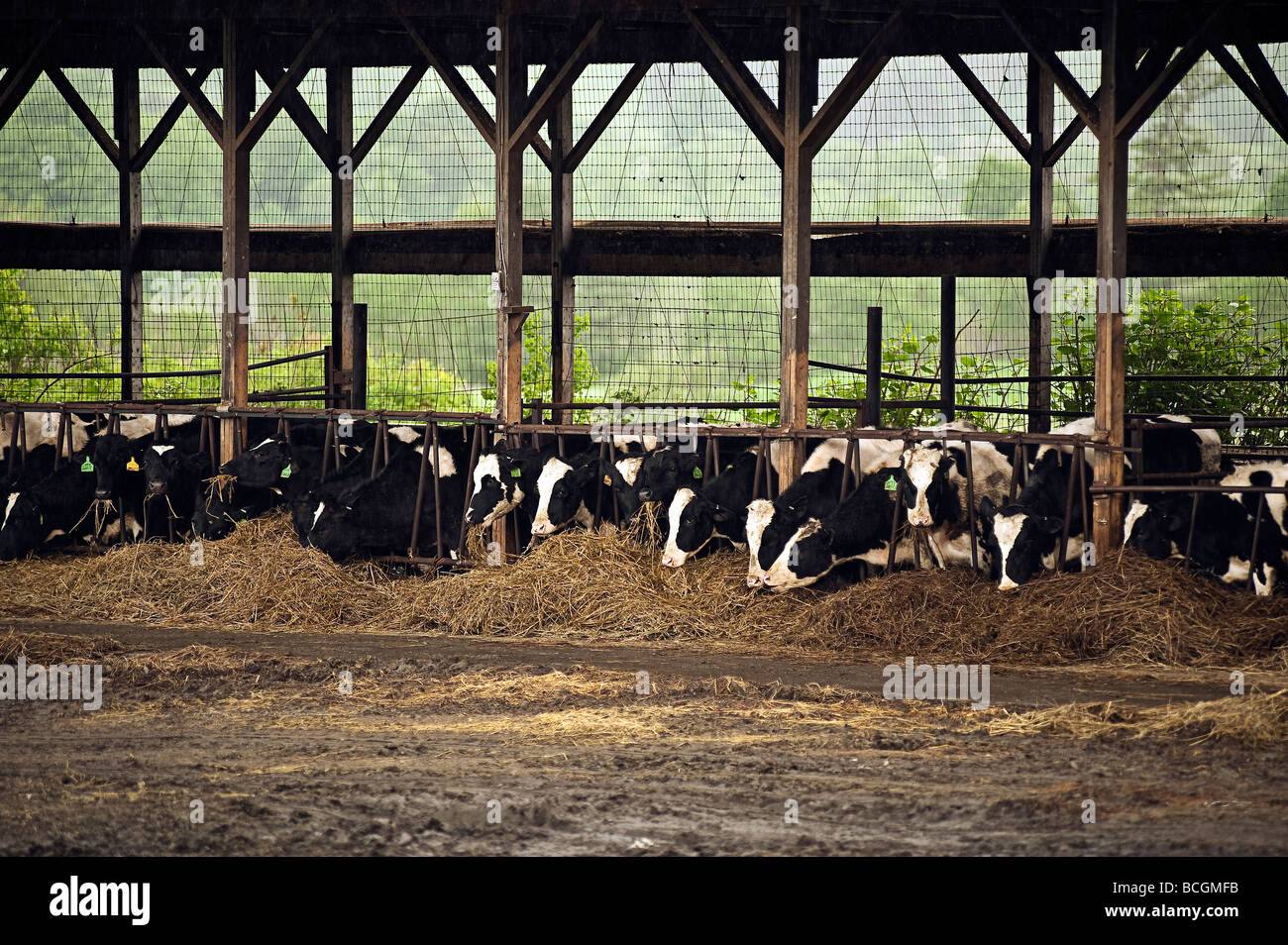 Las vacas se alimentan en el heno Foto de stock