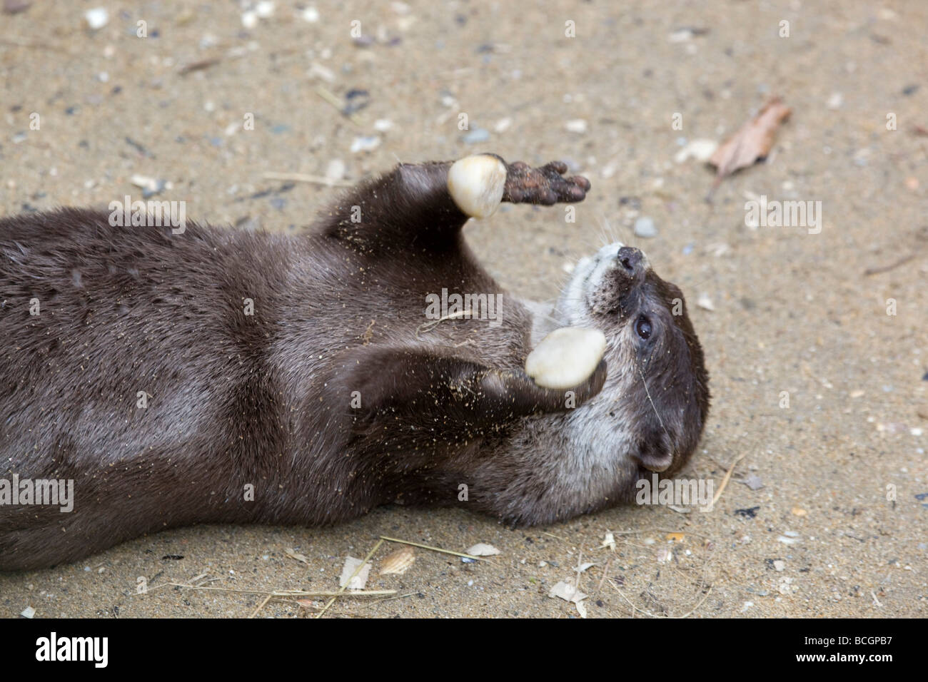 Garras cortas nutria asiática cautivos de malabarismo National Seal Sanctuary Foto de stock