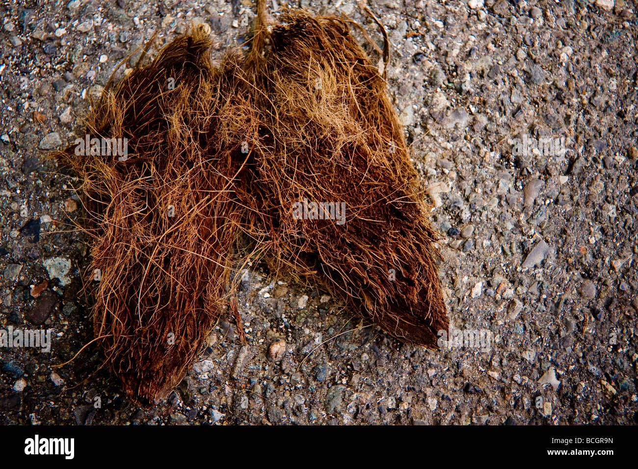 La cáscara exterior peludo de un coco que yacía en el suelo Foto de stock