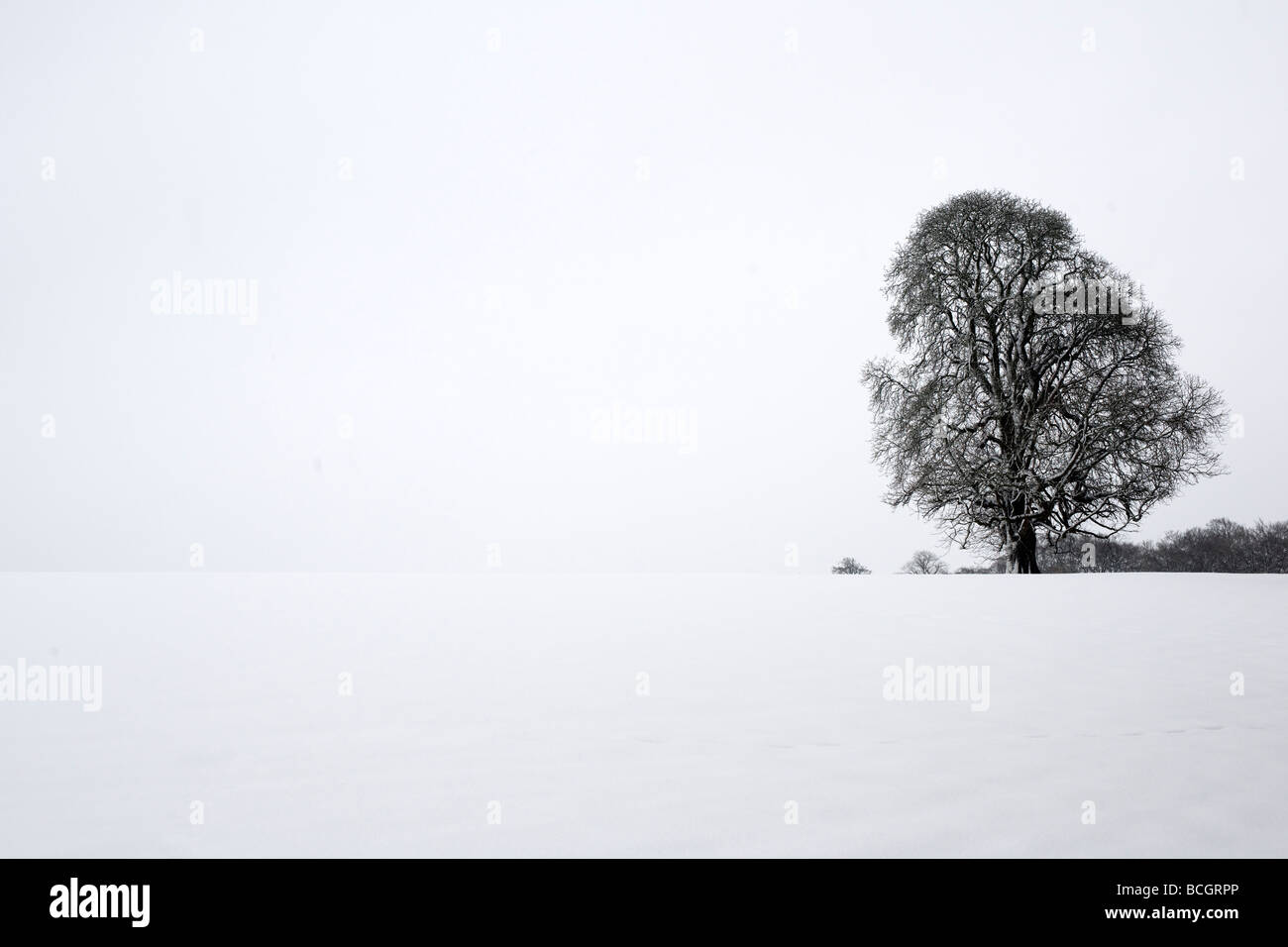 Árbol en el paisaje cubierto de nieve Foto de stock