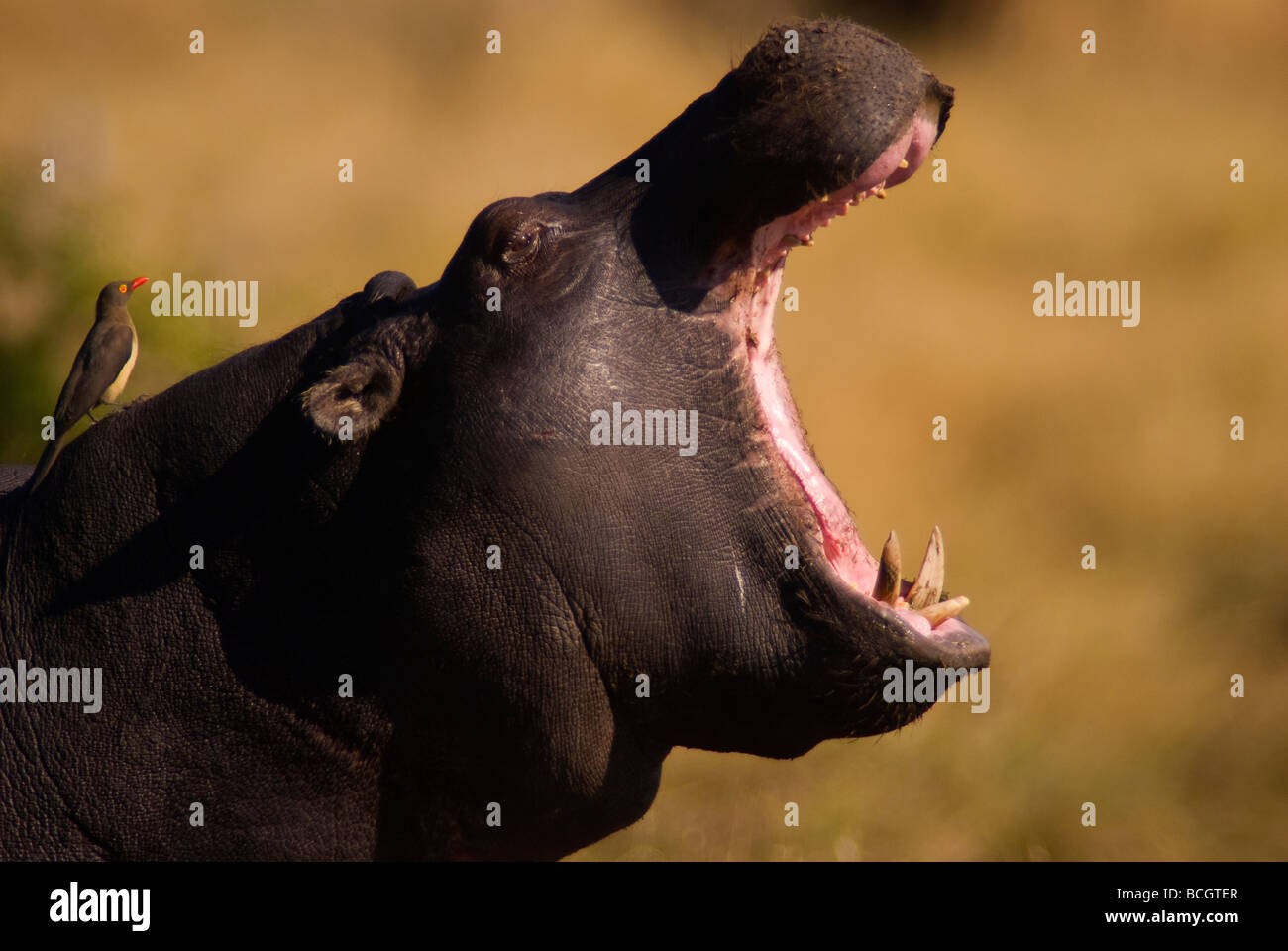 Bostezo de hipopótamo en el río Khwai, Moremi Game Reserve, Botswana Foto de stock