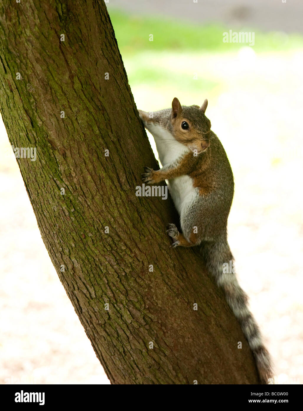 Ardilla gris aferrándose a un tronco de árbol Foto de stock