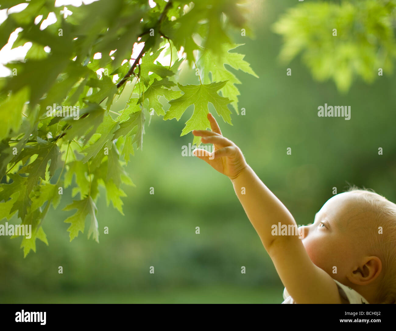 Baby Boy alcanzando las hojas de un árbol Foto de stock