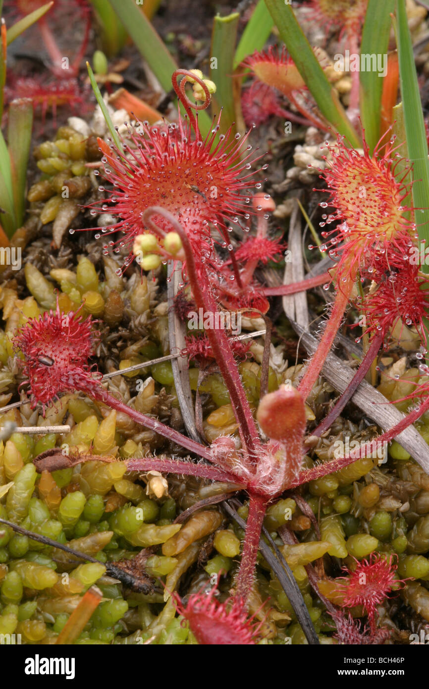 Ronda dejados Sundew Drosera rotundifolia mostrando hojas adhesivas pelos y brotes de la flor que crece en una turbera esfagnosa Foto de stock