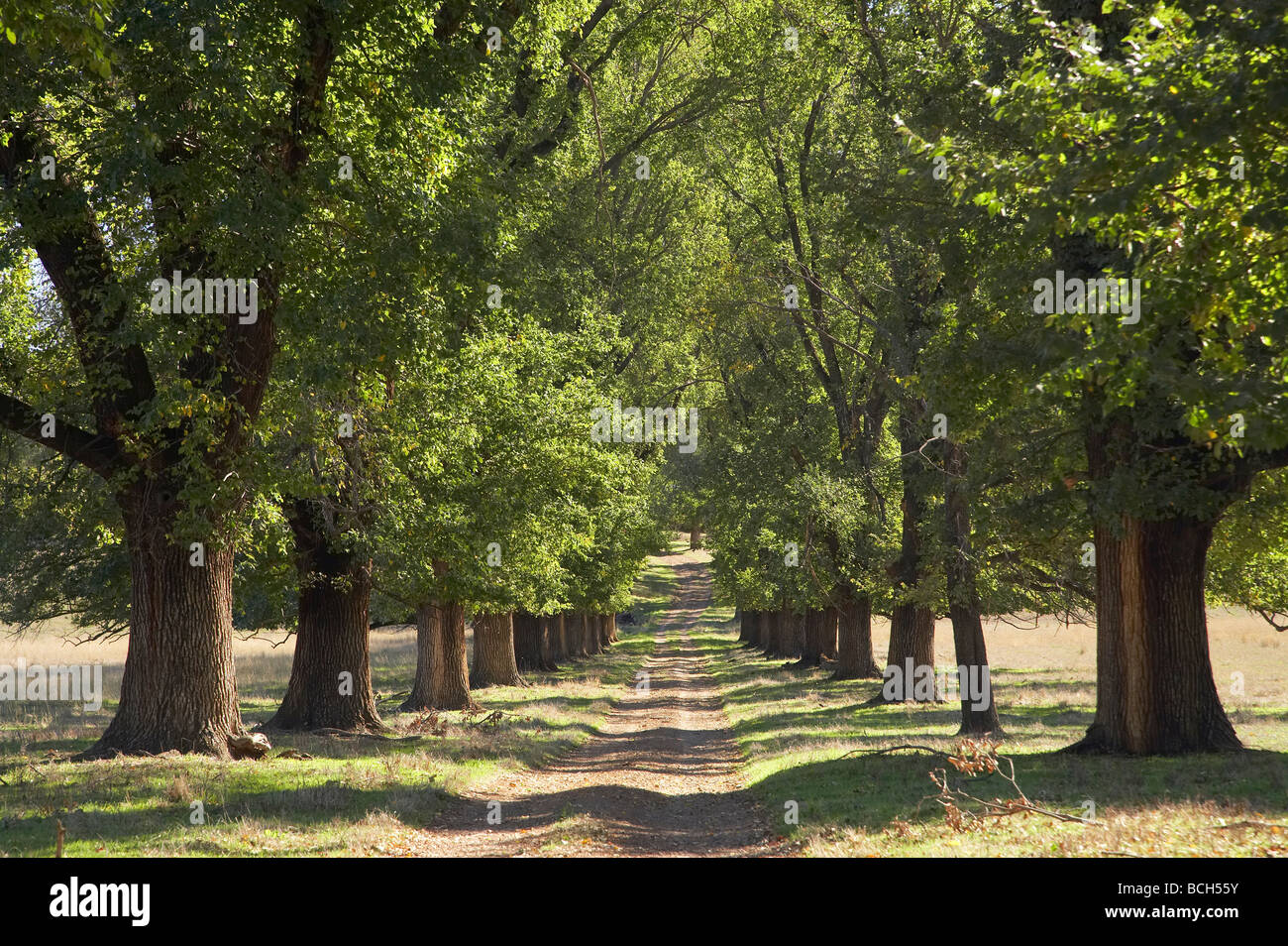 Cochera y Avenida de árboles cerca de Tumut New South Wales Australia Foto de stock