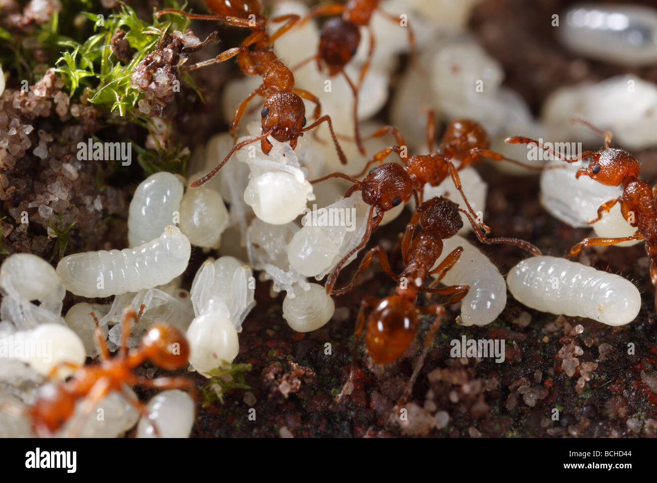 Las hormigas del género Myrmica trayendo sus larvas y pupas de metro atrás después de su nido ha sido perturbado. Foto de stock