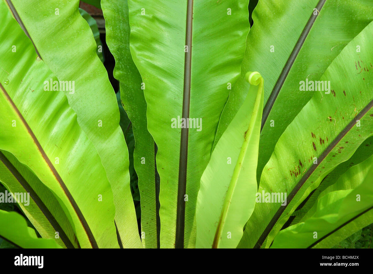 Nido de Pájaro hojas verde helecho Asplenium nidus Foto de stock