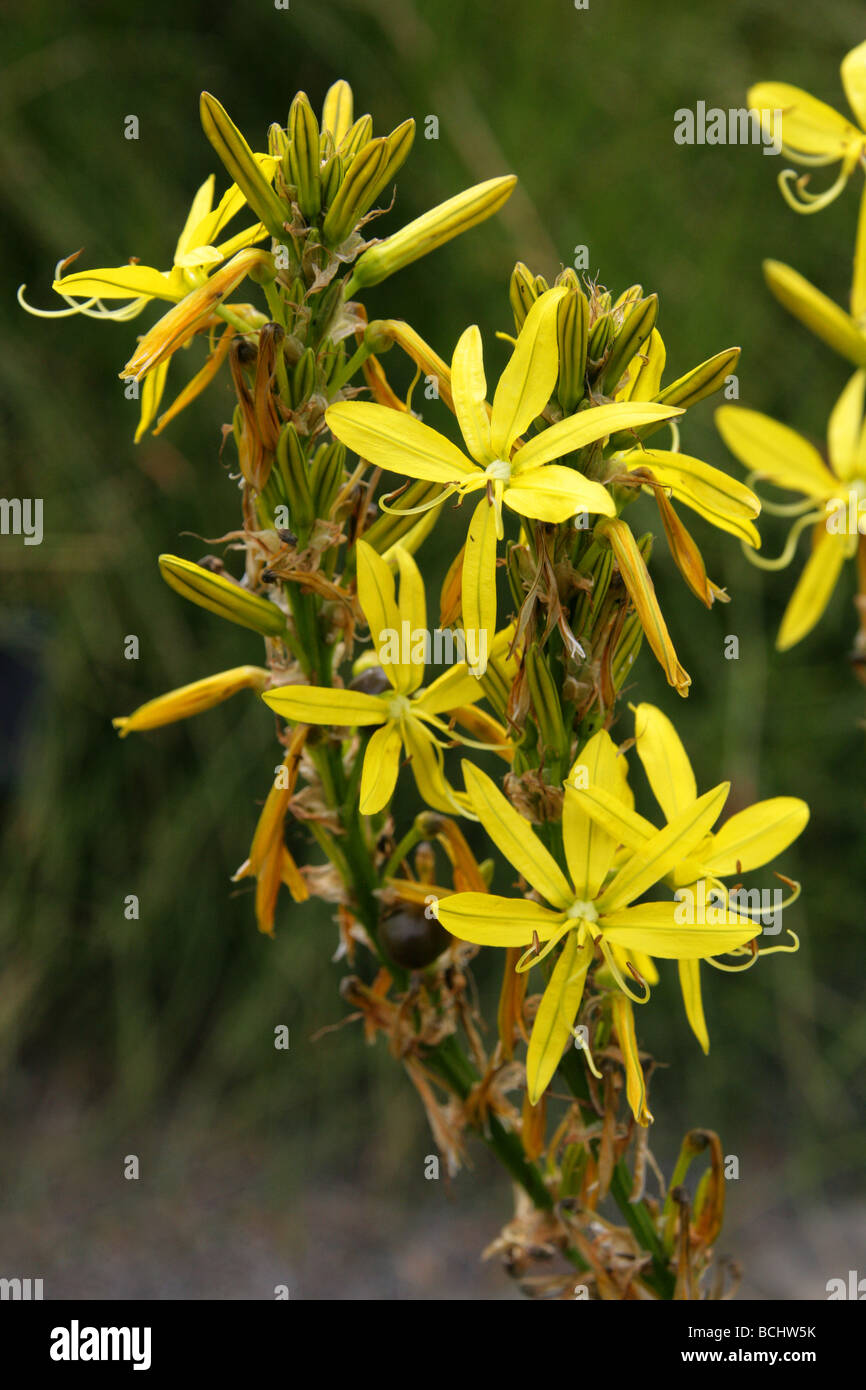 Asphodel amarillo, King's lanza o vara de Jacob, Asphodelaceae Asphodelus lutea, aka Asphodeline lutea, Sudeste de Europa, Israel Foto de stock