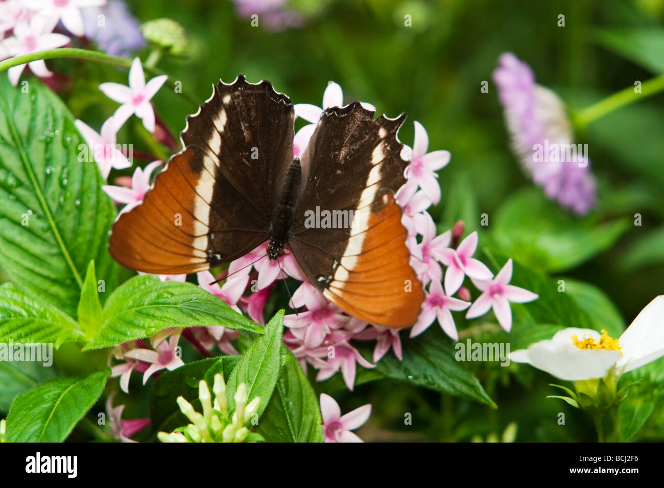 Mariposa Página punta oxidada Foto de stock