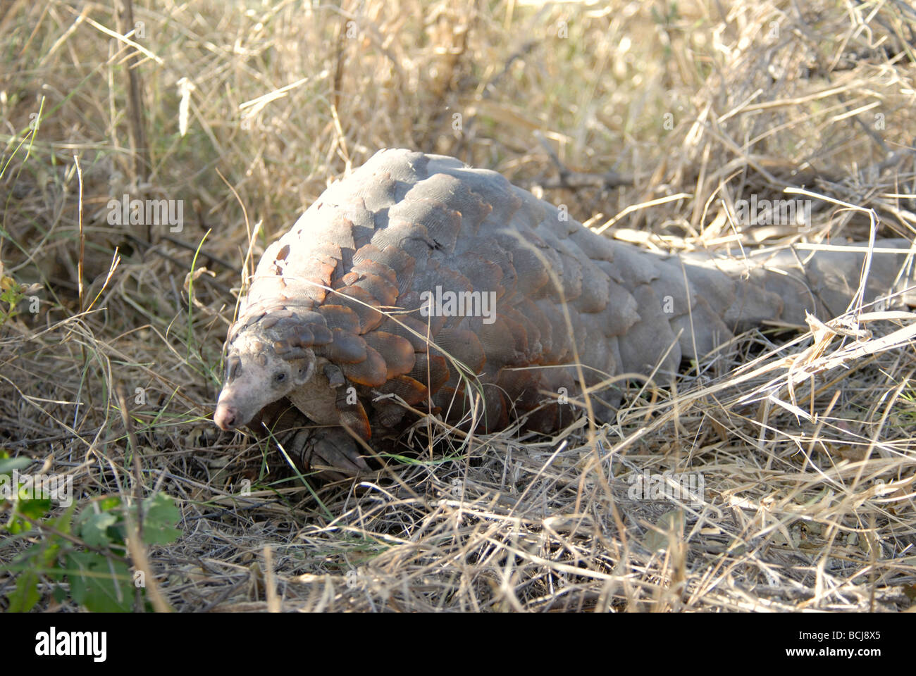 Fotografía de Stock de un pangolín del cabo paseos, el delta del Okavango, Botswana, 2007. Foto de stock