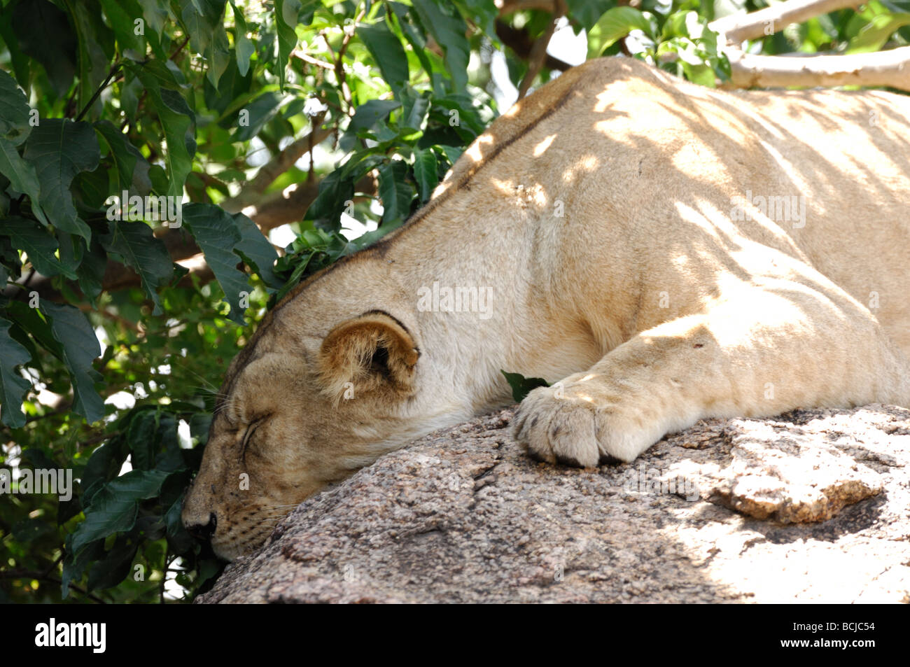 Fotografía de Stock de un león descansando en un kopje, Parque Nacional del Serengeti, Tanzania, en febrero de 2009. Foto de stock