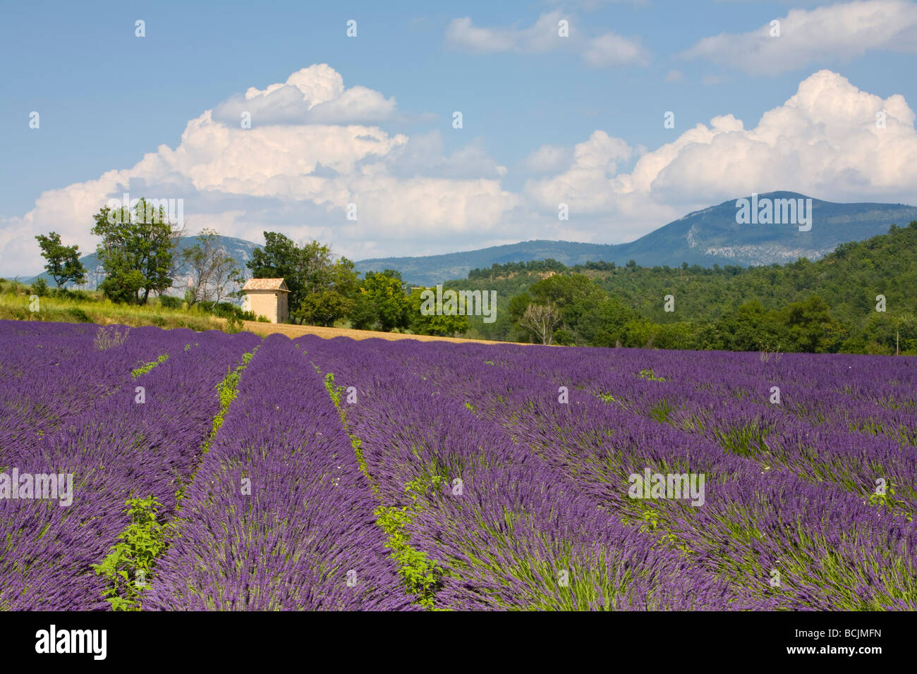 Campo de lavanda, Provence-Alpes-Côte d'Azur, Francia, RF Foto de stock
