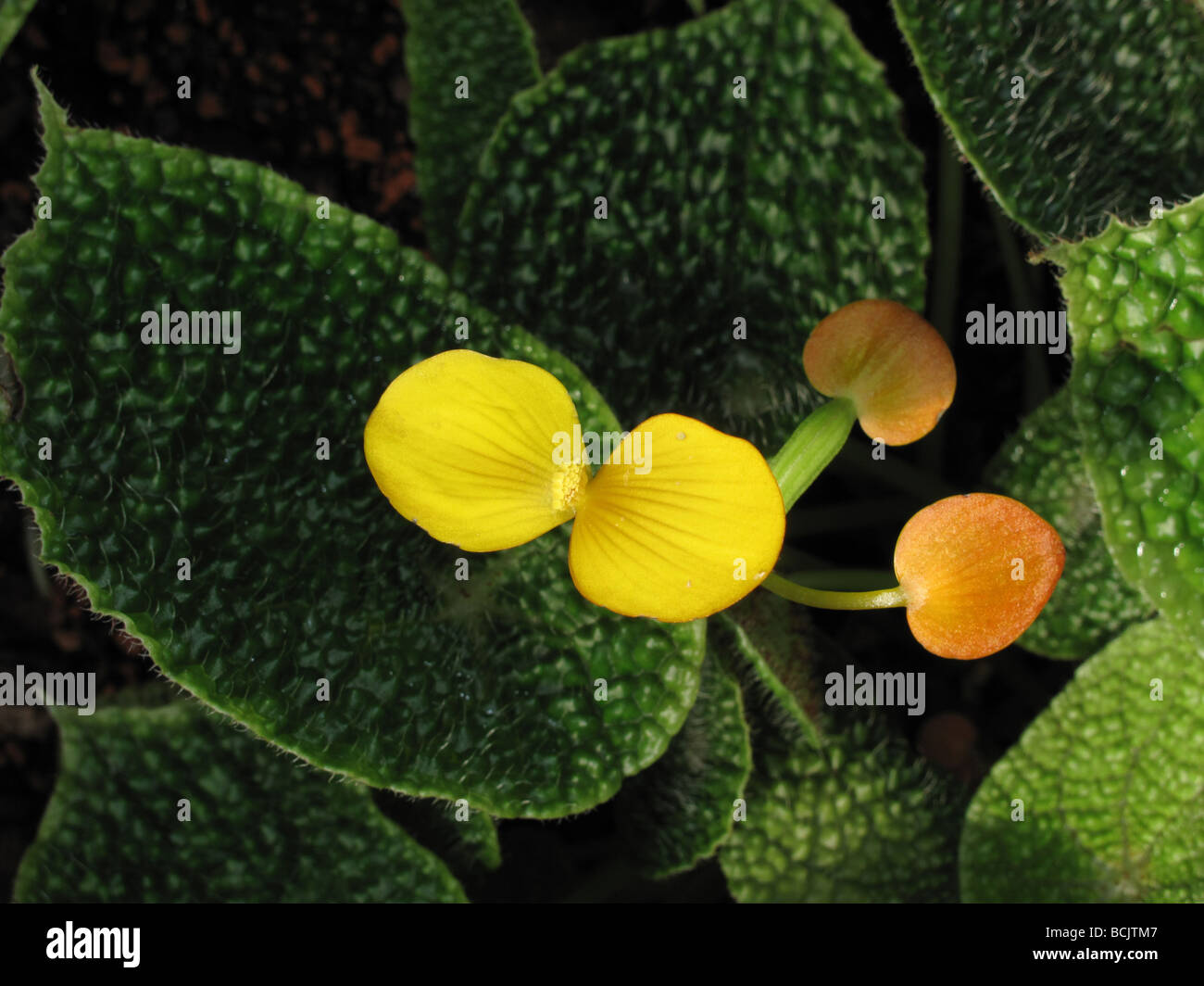 Flor de nigeria fotografías e imágenes de alta resolución - Alamy