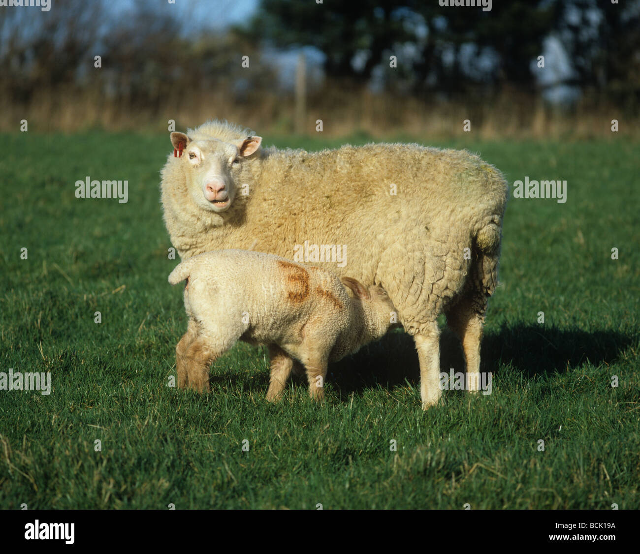 Rouge de L'Ouest X oveja con su cordero lechal Foto de stock