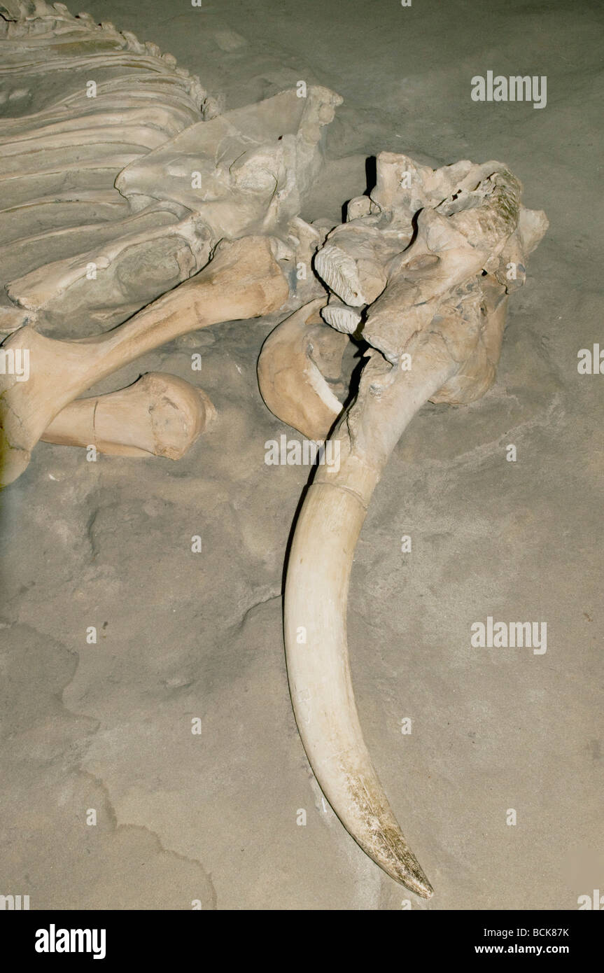 Los pigmeos o Islas Anglonormandas Mamut (Mammuthus exilis) fósil de mamíferos extintos del Pleistoceno, islas del Canal, California Foto de stock