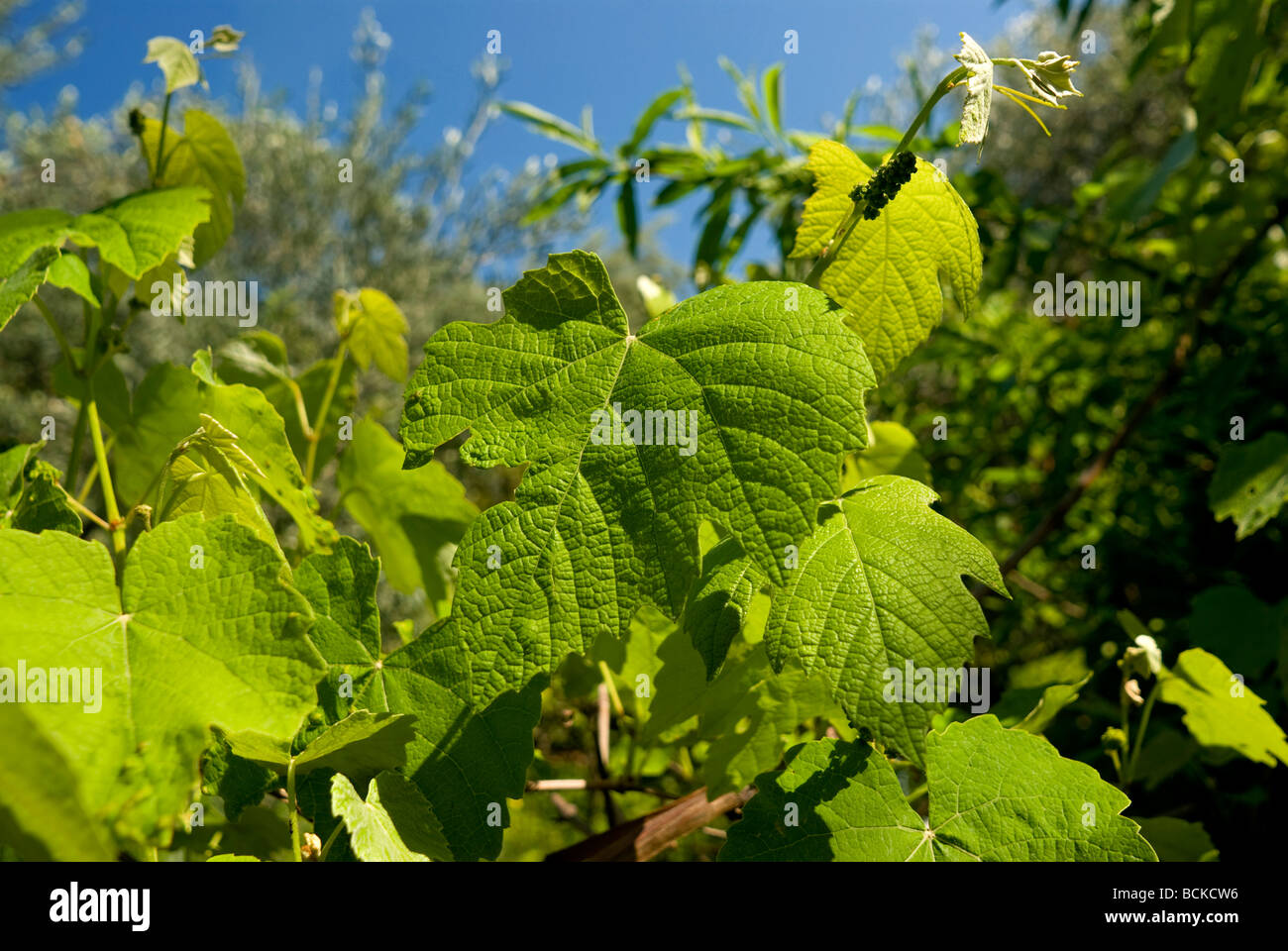 Hojas de Parra en la montaña de Pelion, Grecia Fotografía de stock Alamy