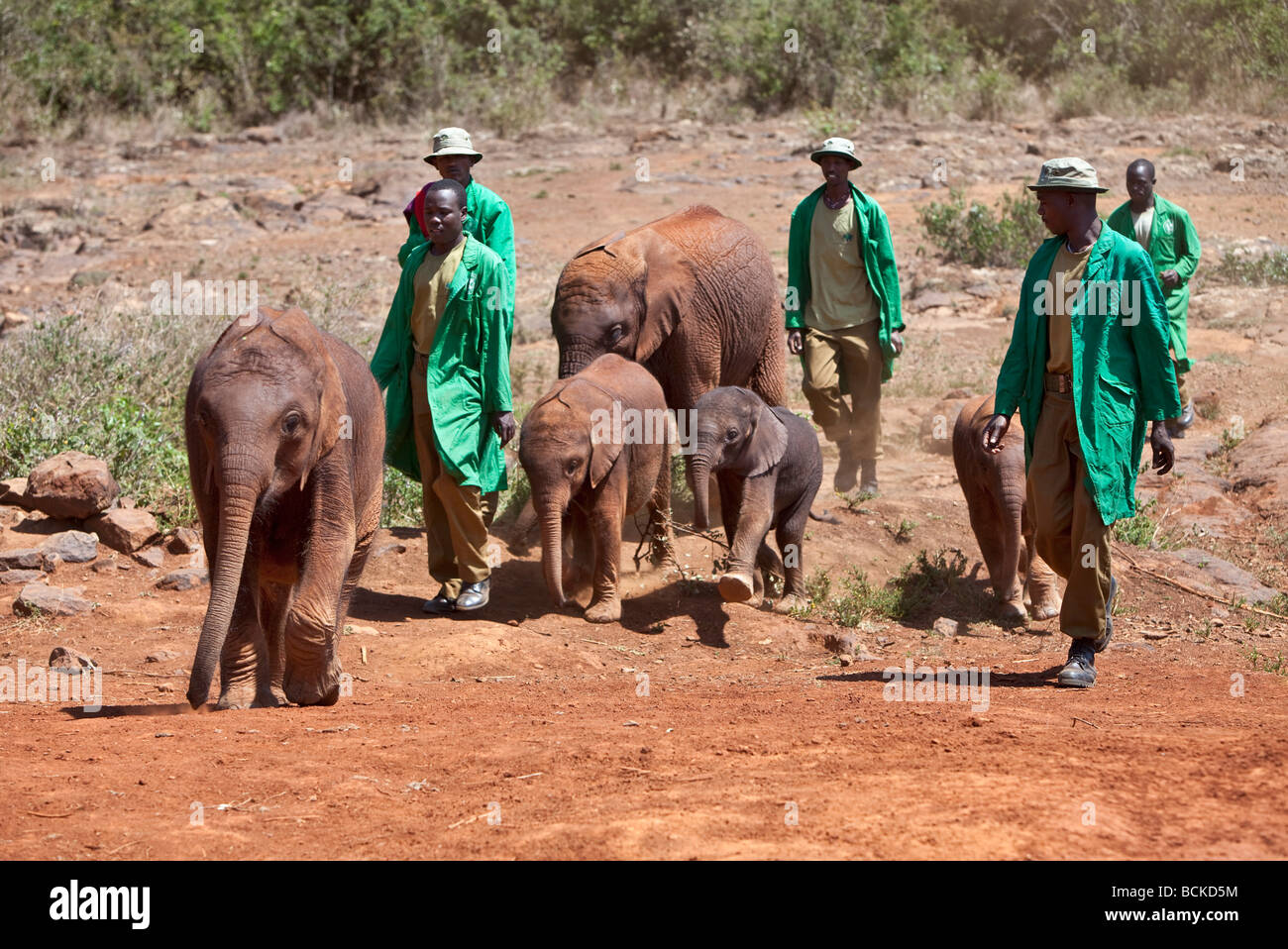 Kenya, Nairobi. Guardianes del David Sheldrick Wildlife Trust elefantes huérfanos de plomo al agua en el Parque Nacional de Nairobi. Foto de stock