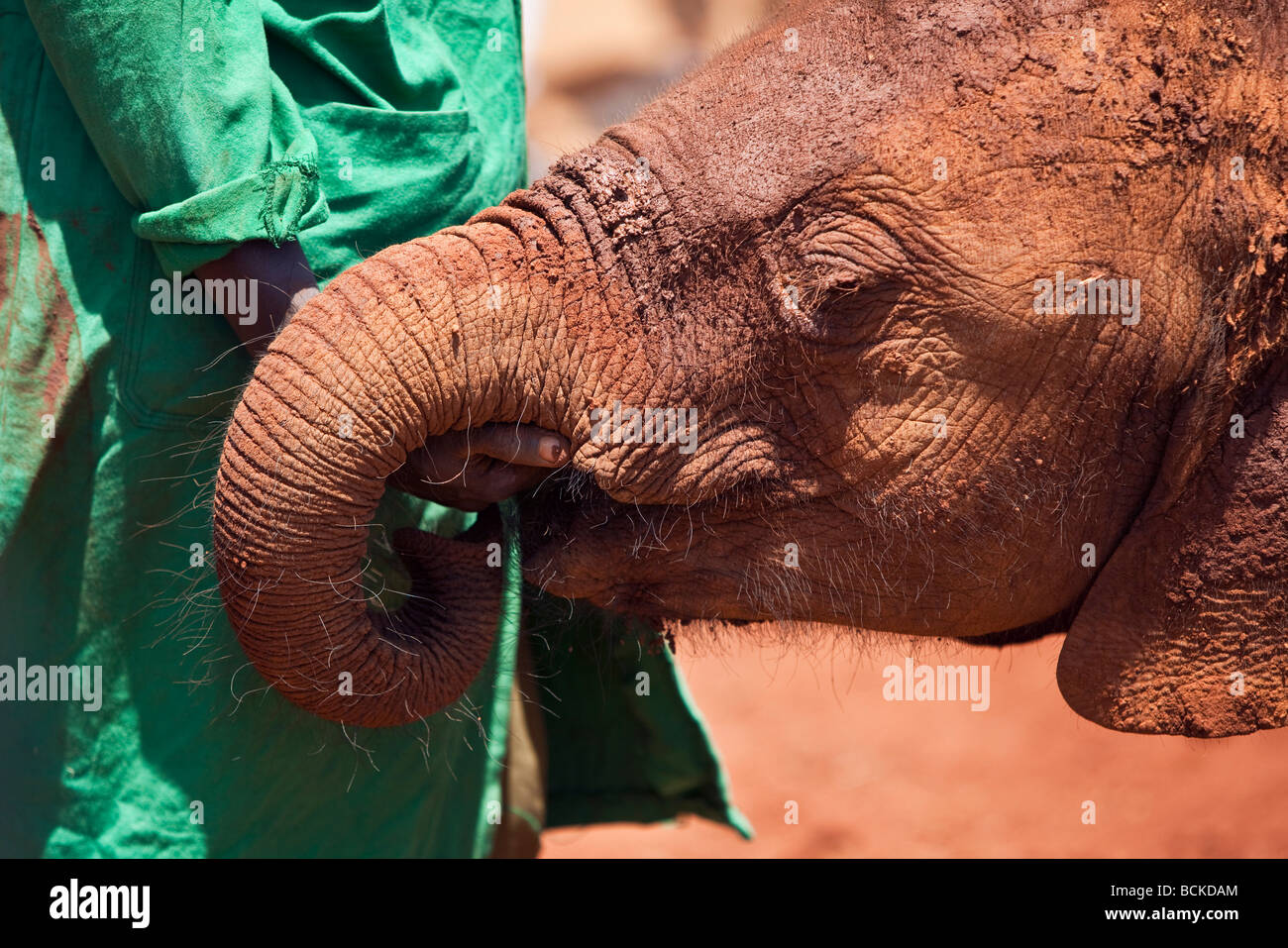 Kenya, Nairobi. Un portero de la David Sheldrick Wildlife Trust mantiene un elefante huérfano calma en el Parque Nacional de Nairobi. Foto de stock