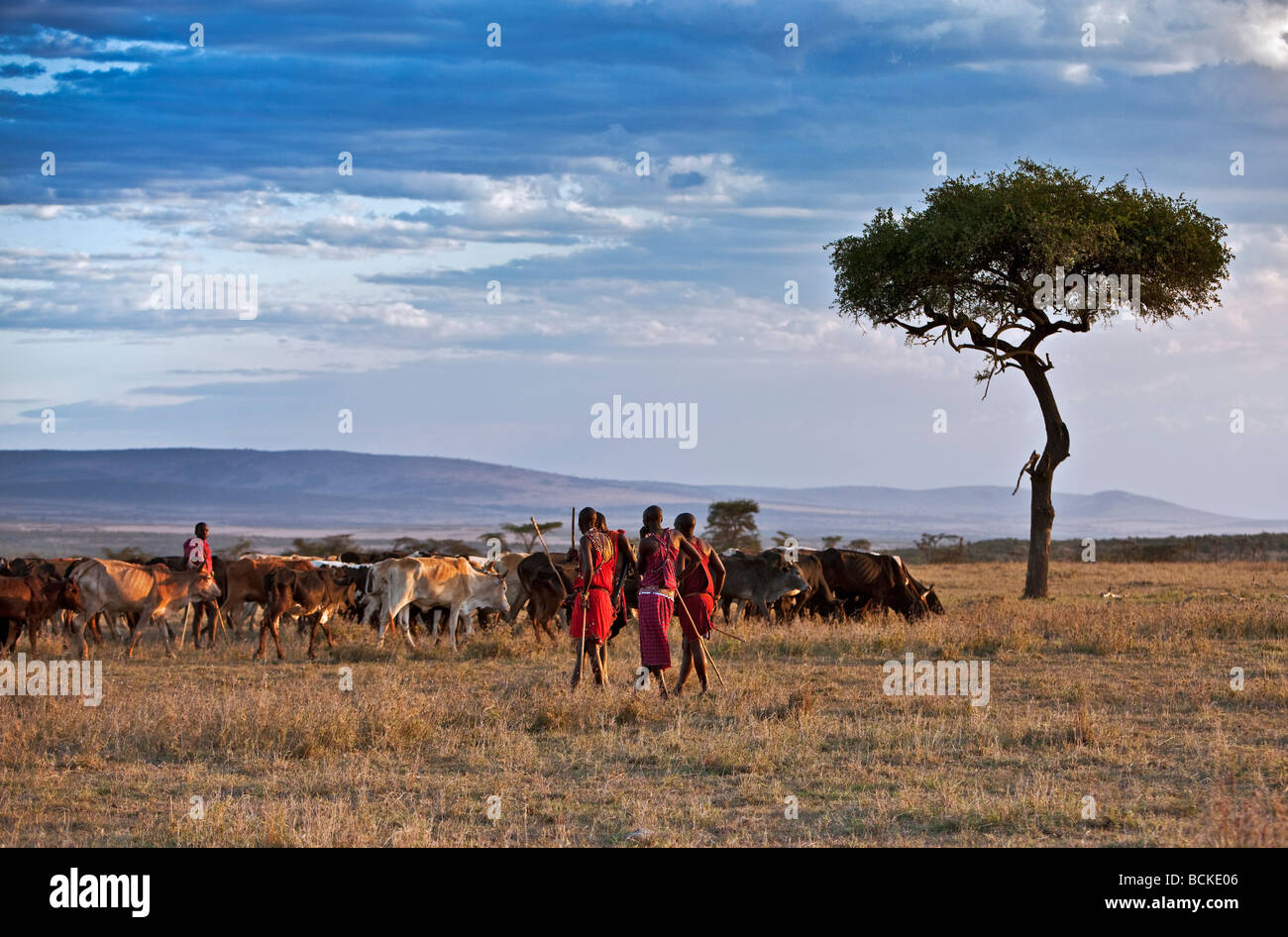 Kenya. Vestidos tradicionalmente guerreros masai y los ancianos velan sobre sus rebaños de familias en la reserva Masai Mara. Foto de stock
