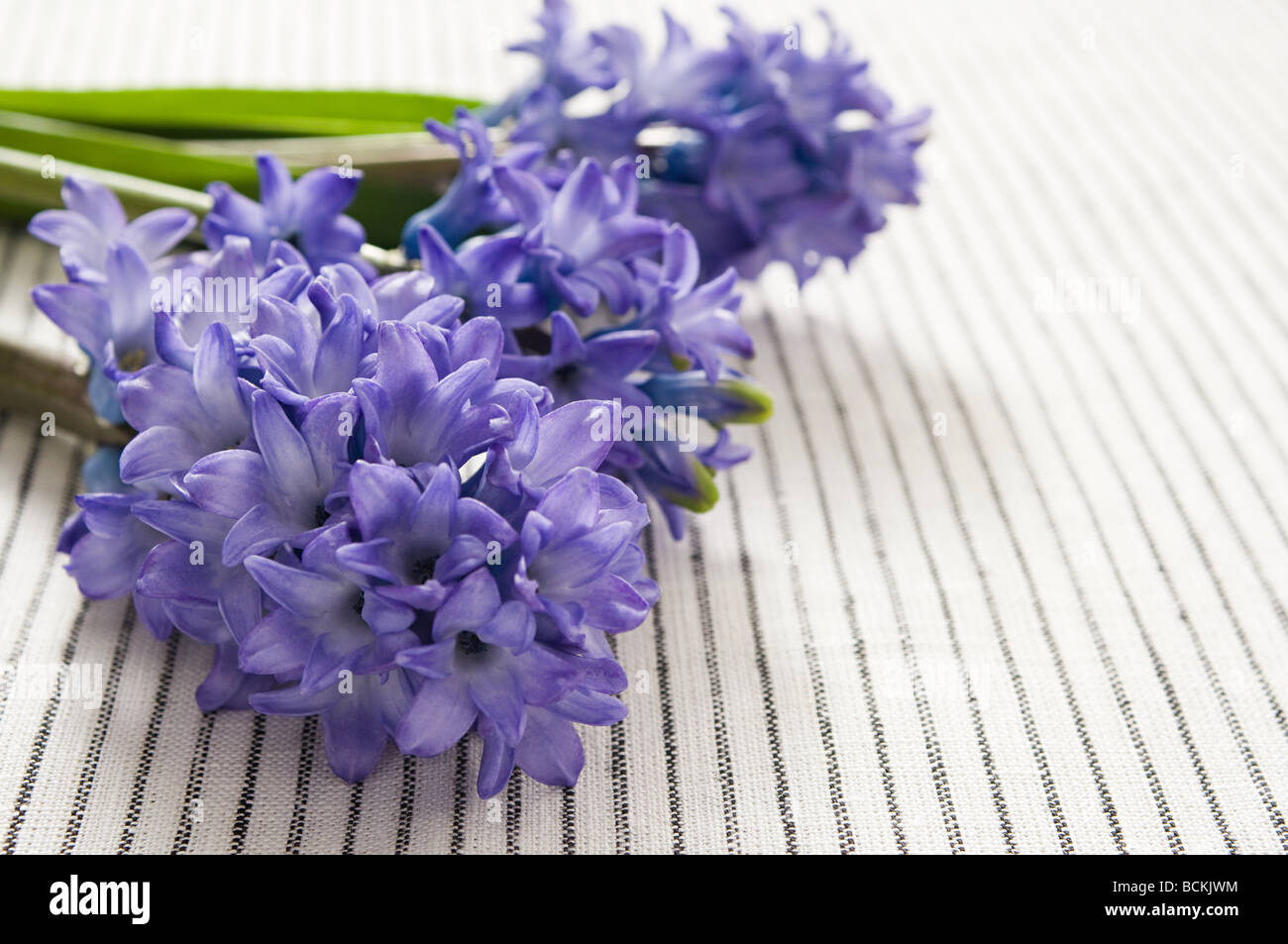 Flores jacinto Foto de stock