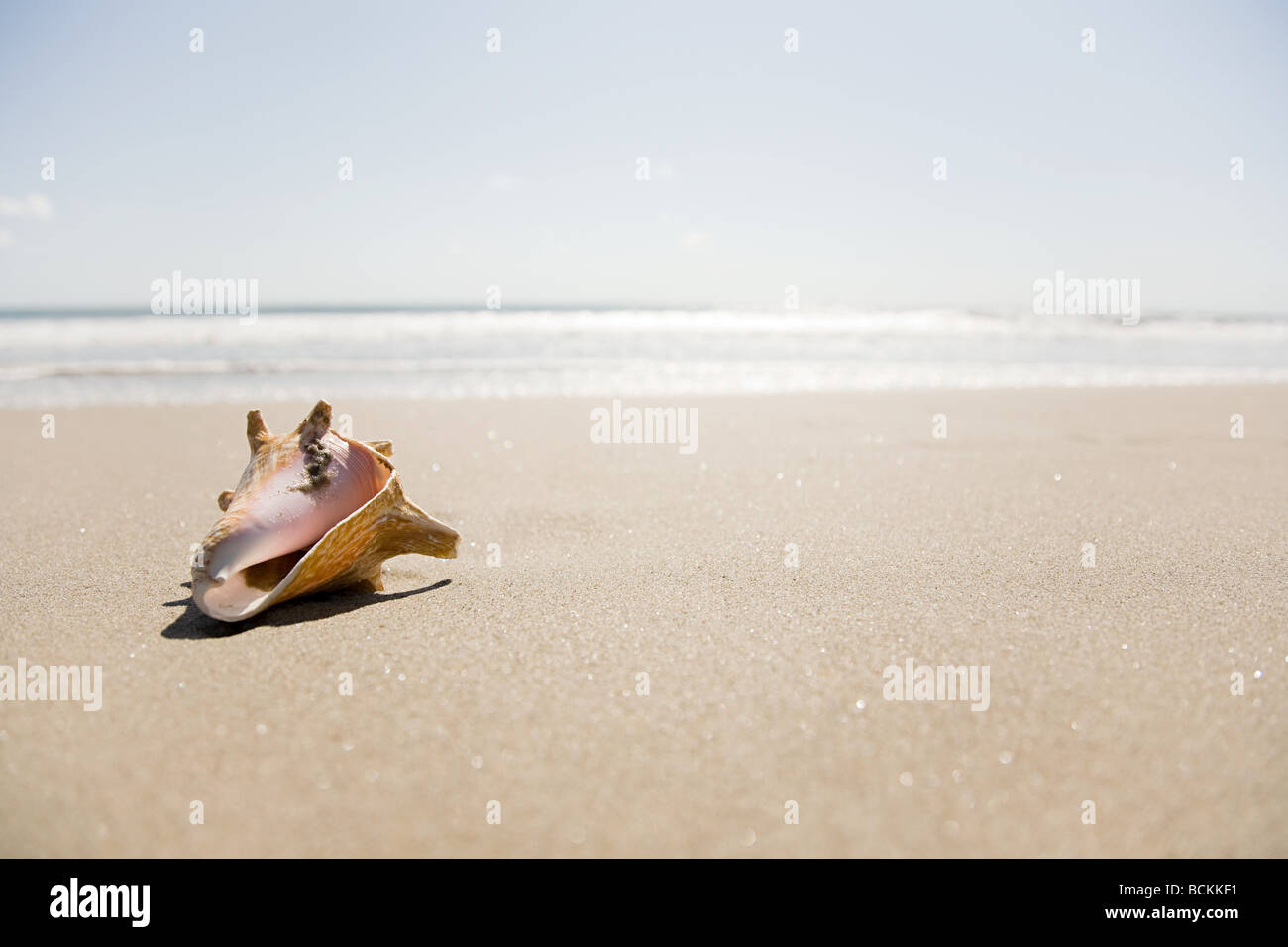 Conchas en la playa Foto de stock