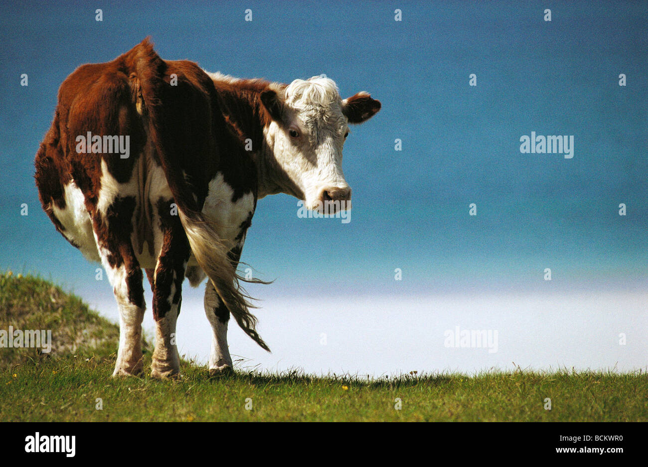 Mirando hacia atrás a cámara de vaca Foto de stock