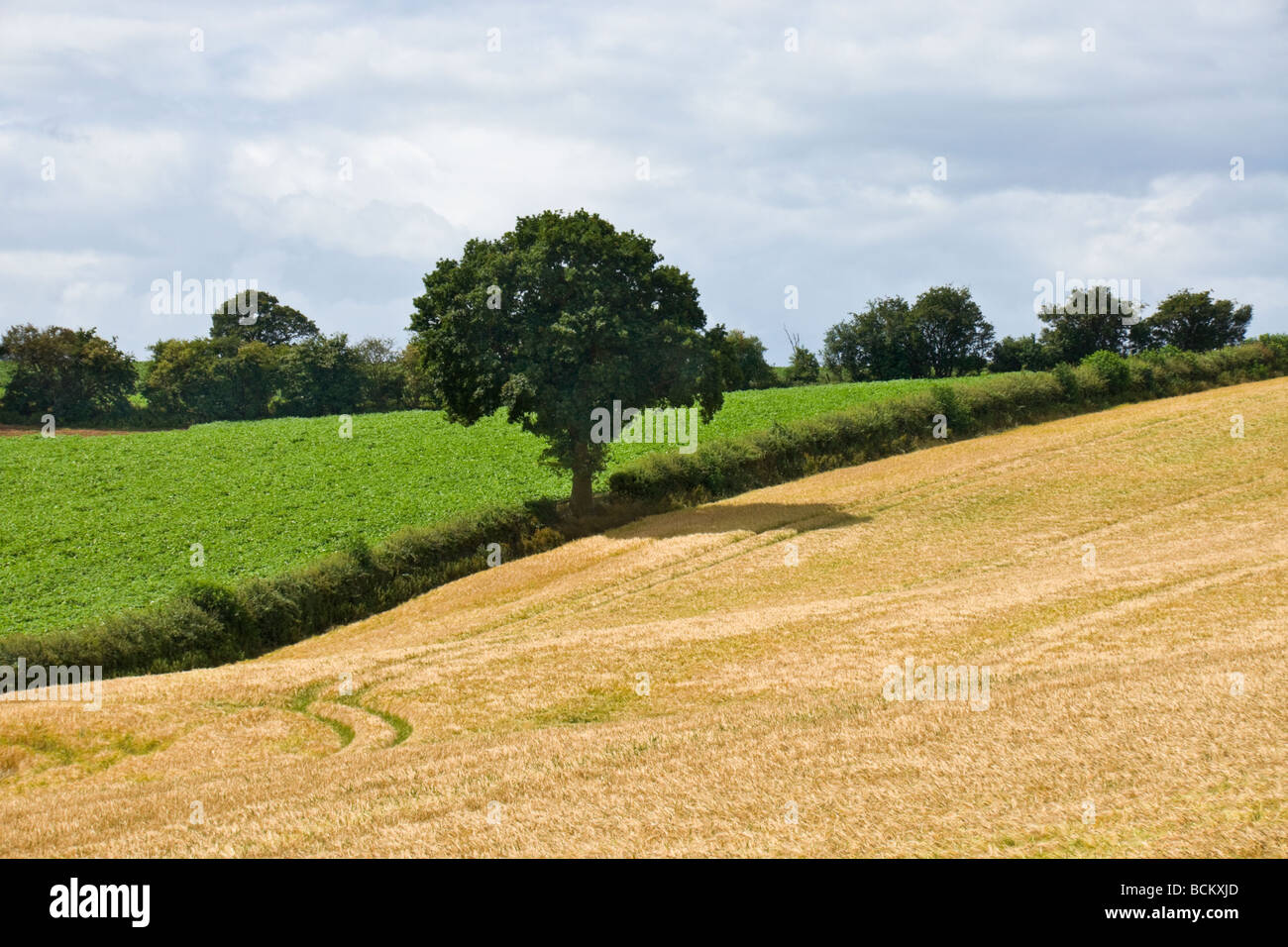 Los campos de cebada cerca de Much Wenlock, Shropshire Foto de stock