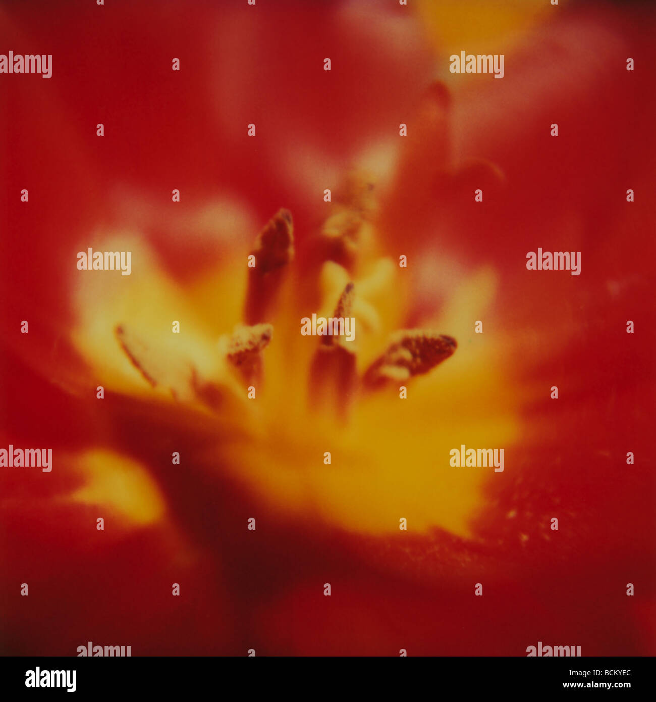 Close-up de estambre y pistilo Fotografía de stock - Alamy