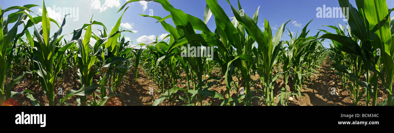 Campo de maíz Foto de stock