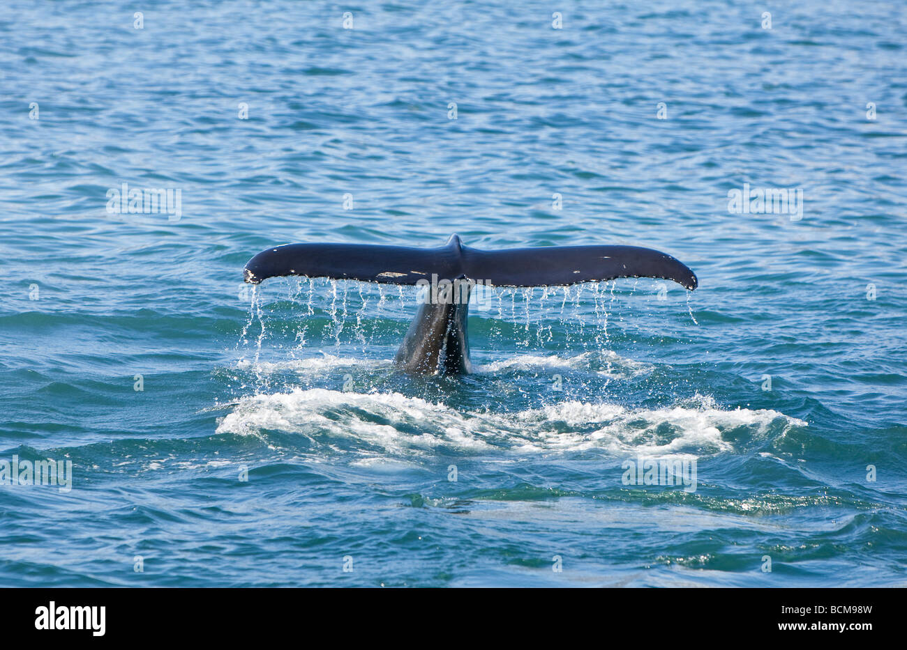 Una hembra de ballena jorobada Megaptera novaeangliae inmersiones para alimentos y muestra su cola o fluke que va hacia abajo. Foto de stock
